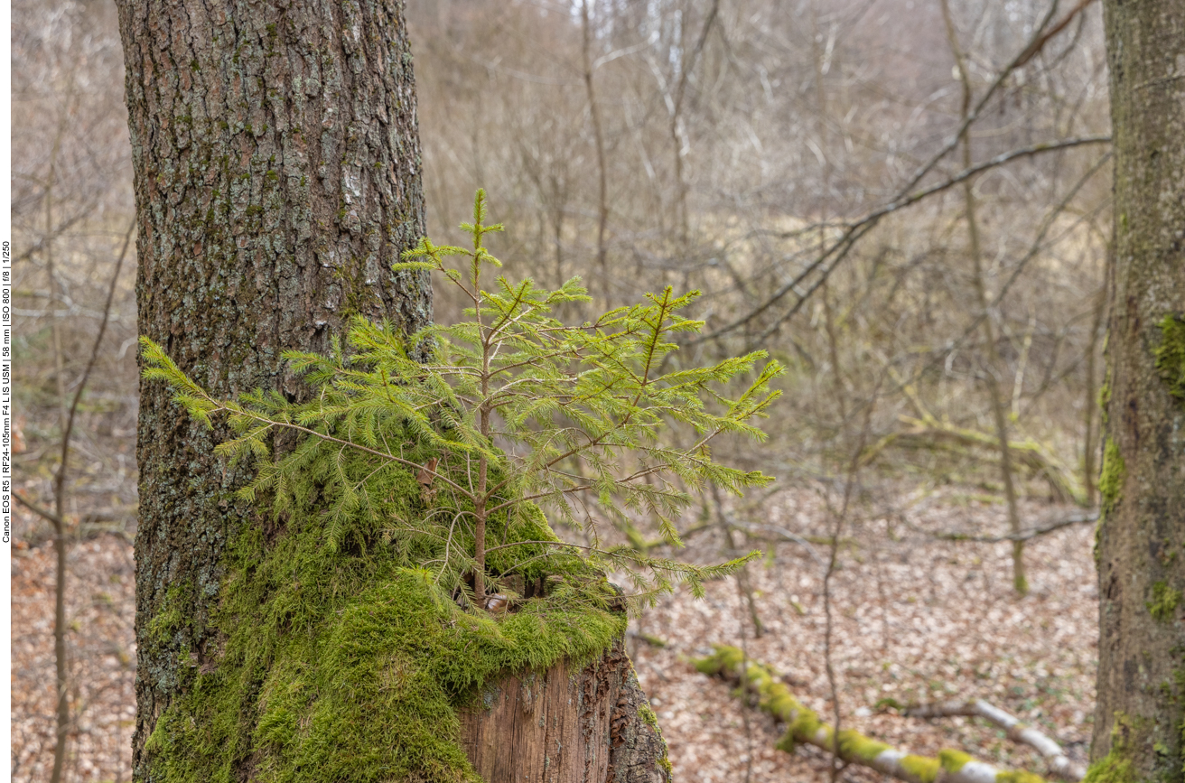 Neuer Baum auf altem Stumpf