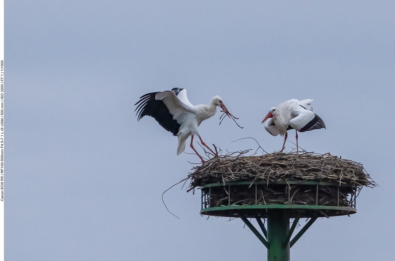 Landung im Nest