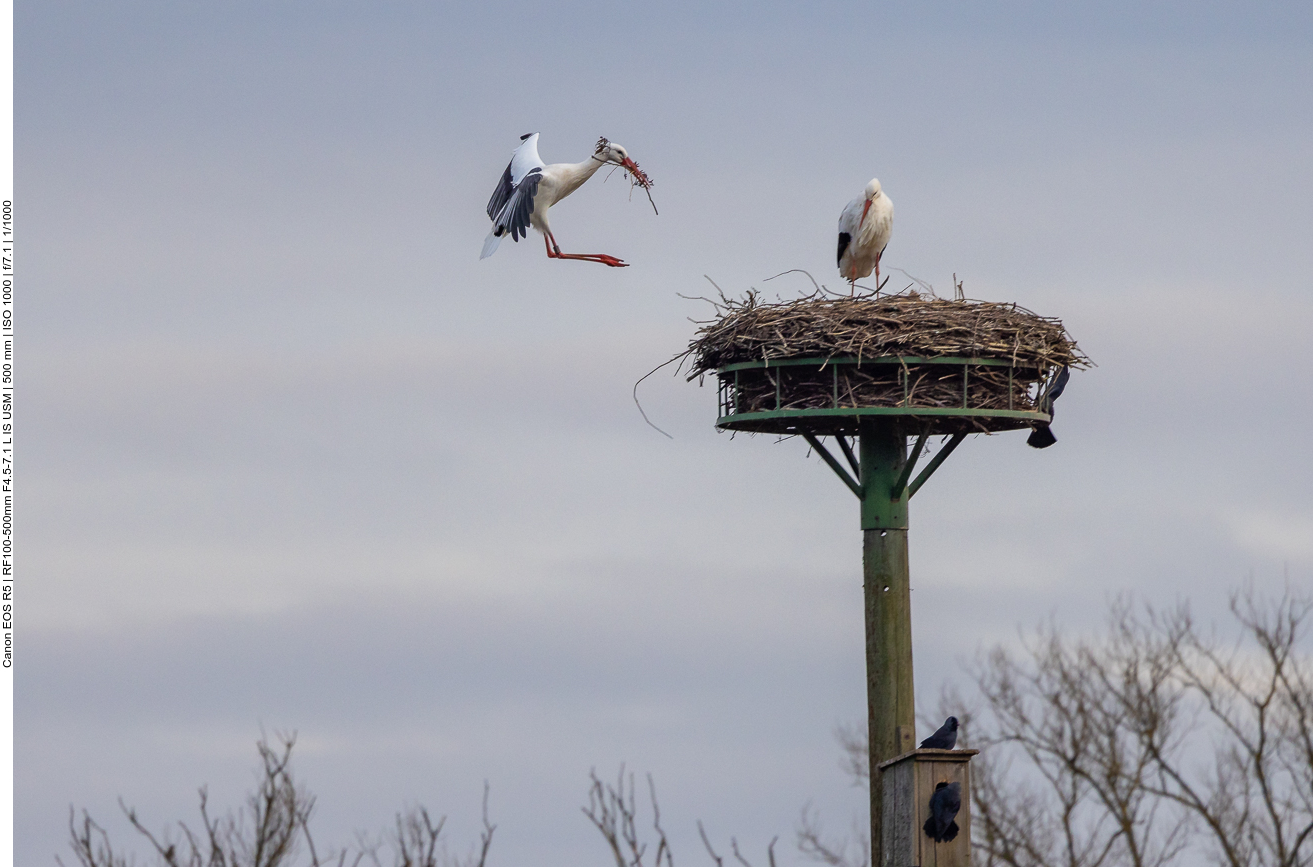 Anflug an das Nest
