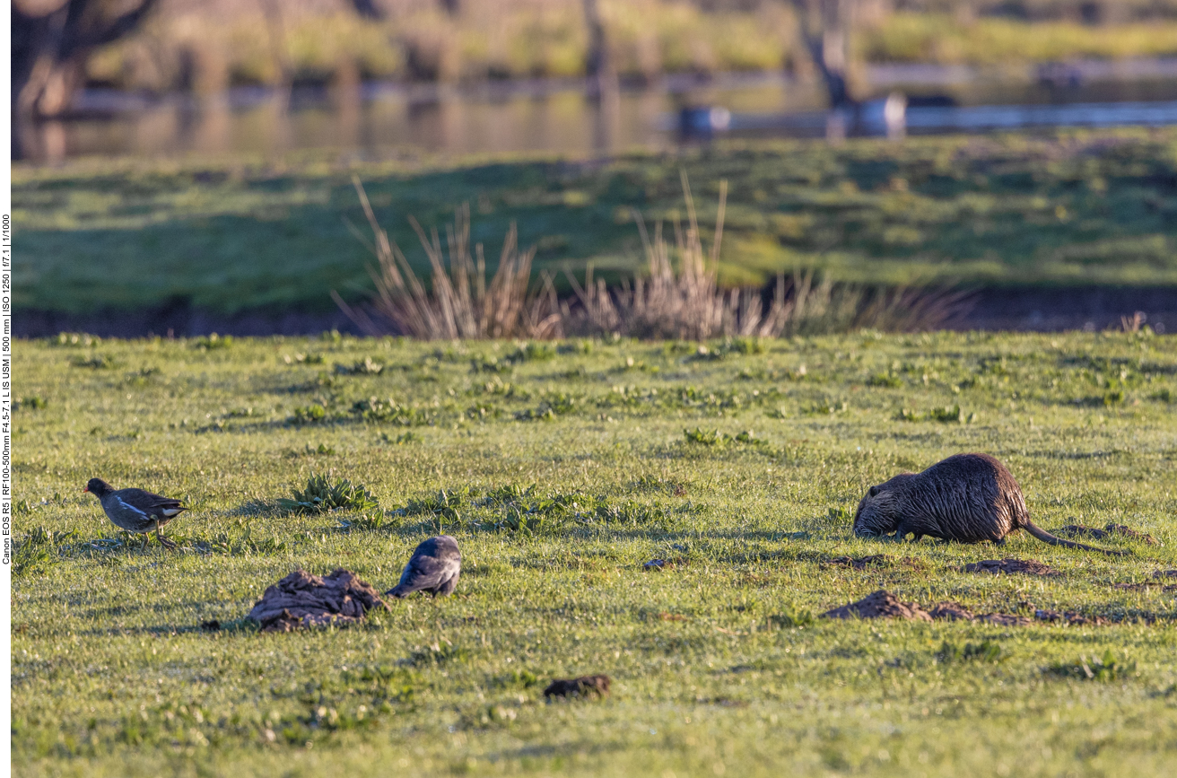 Teichhühner und Nutria
