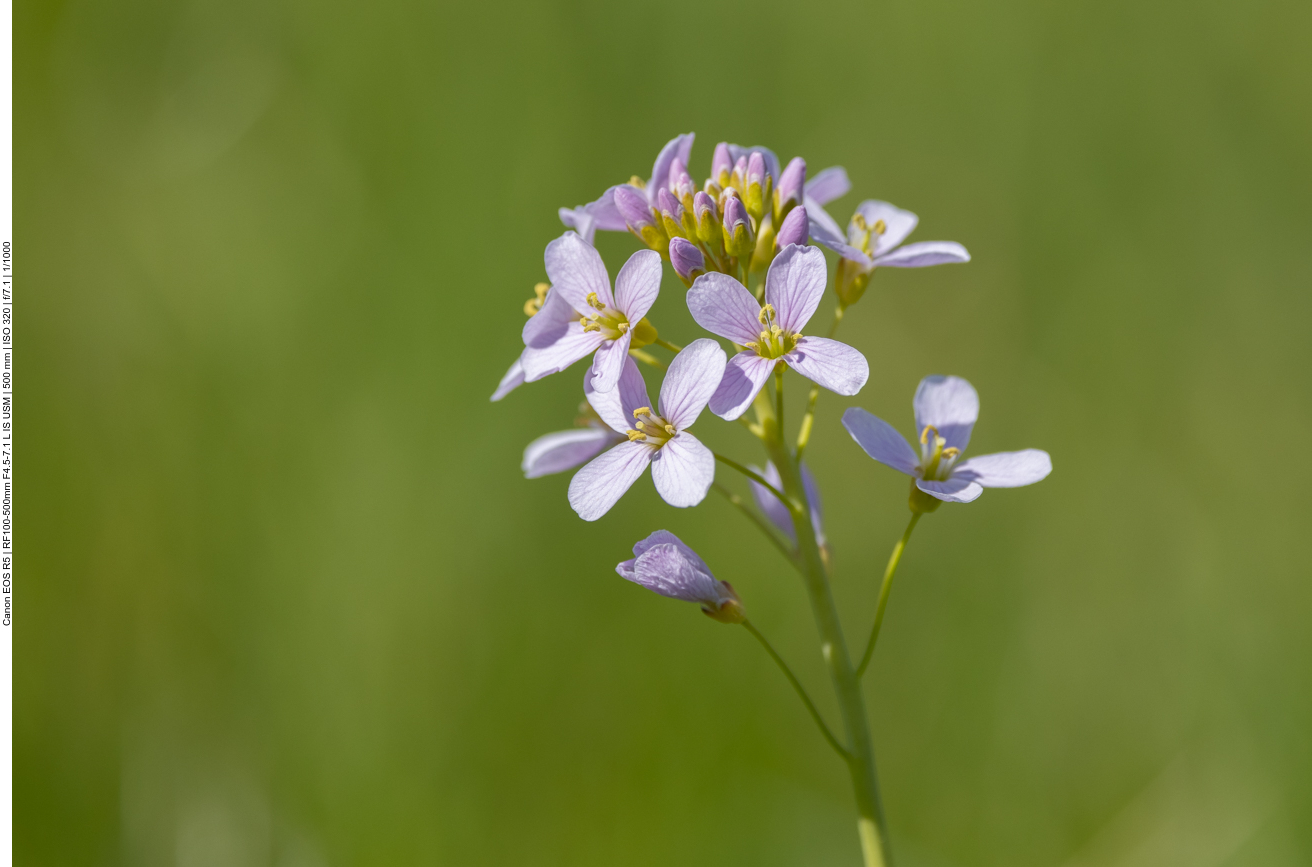 Wiesenschaumkraut