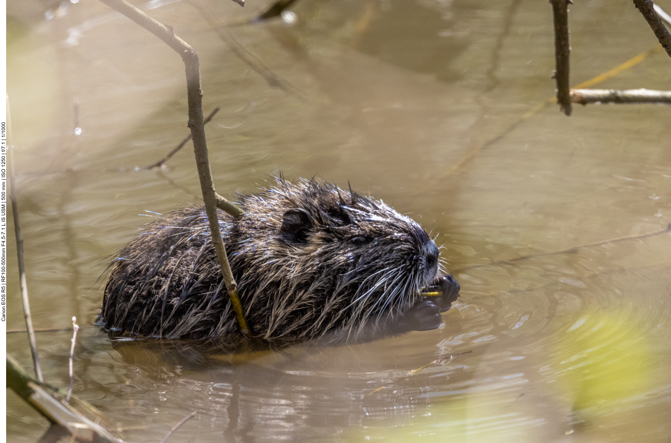 Noch ein Nutria