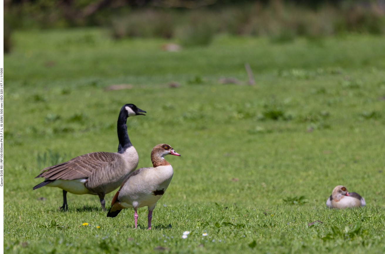 Nilgans und Kanadagans
