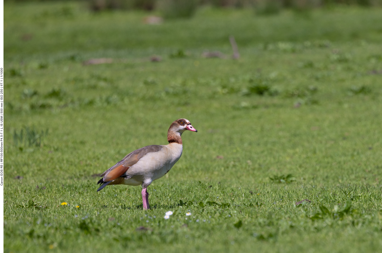 Nilgans