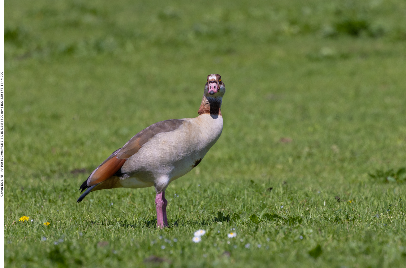 Nilgans