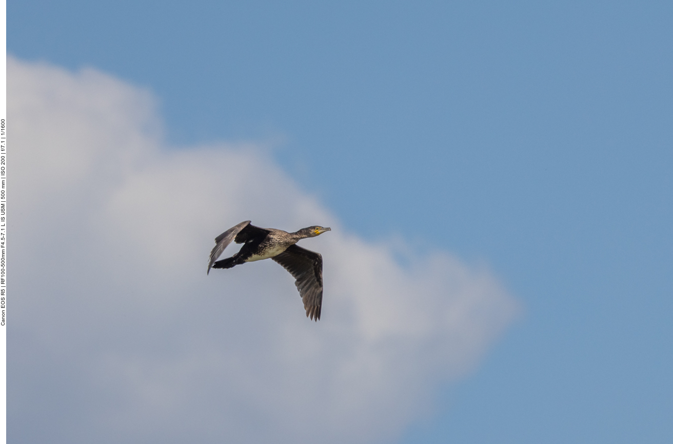 Kormoran