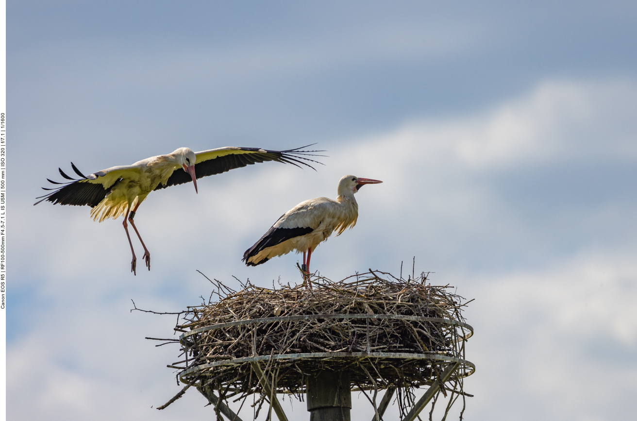 Ein anderes Storchenpärchen