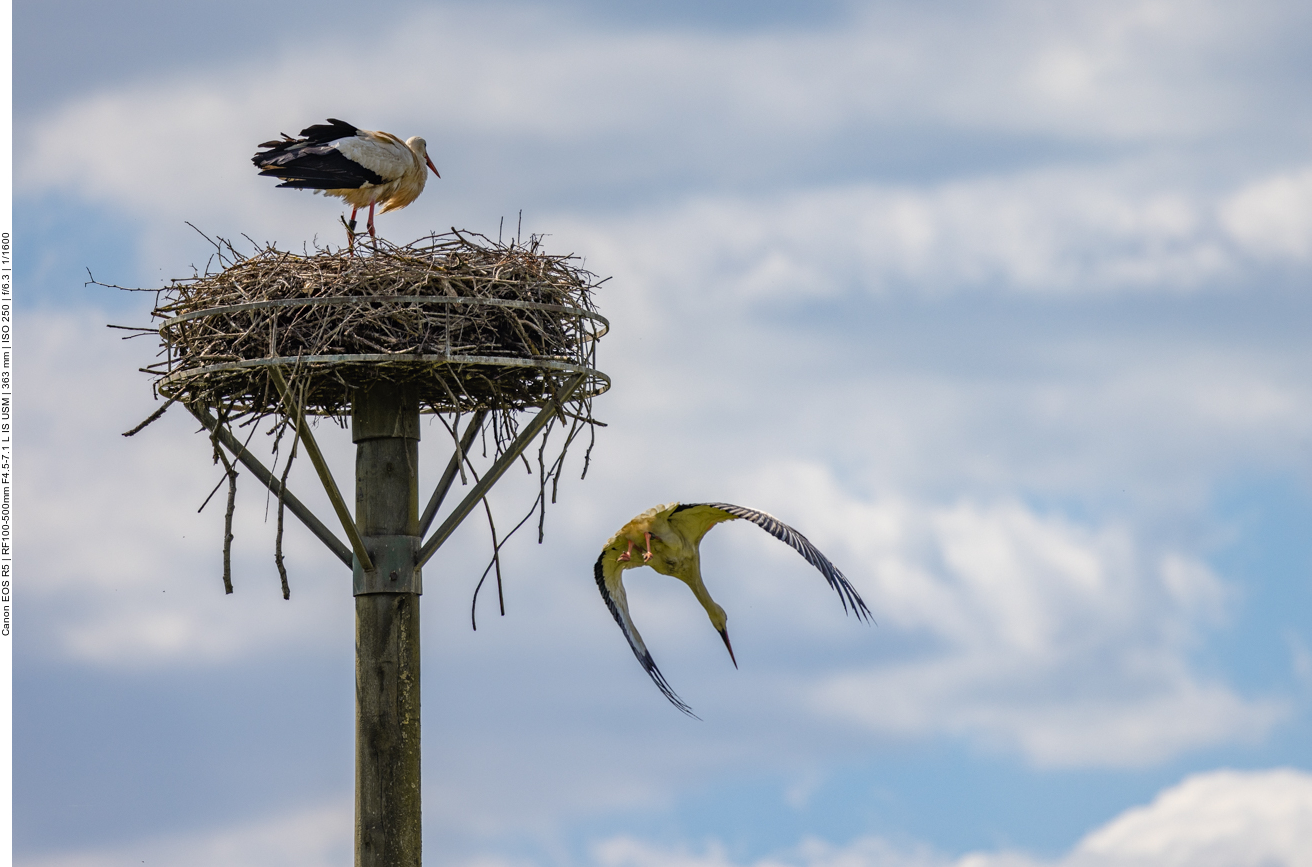 Im Sturzflug vom Nest ...