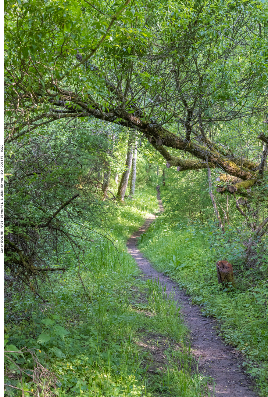 Pfad durch den Wald