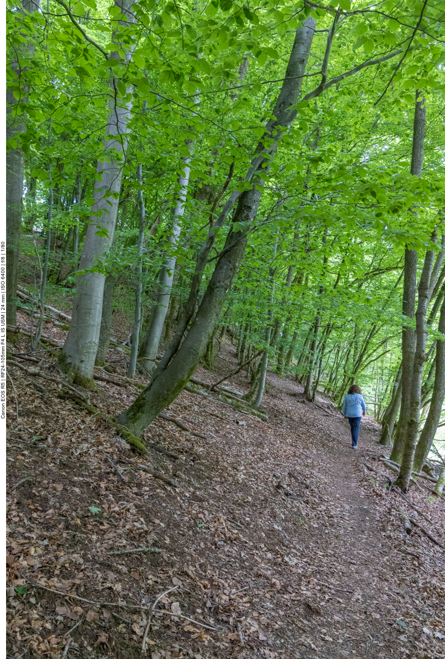 Pfad durch den Wald