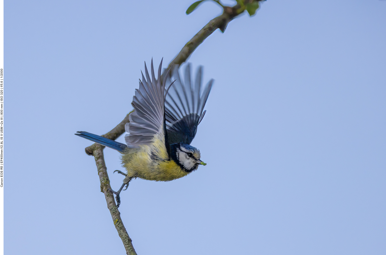 Abflug zum Nest