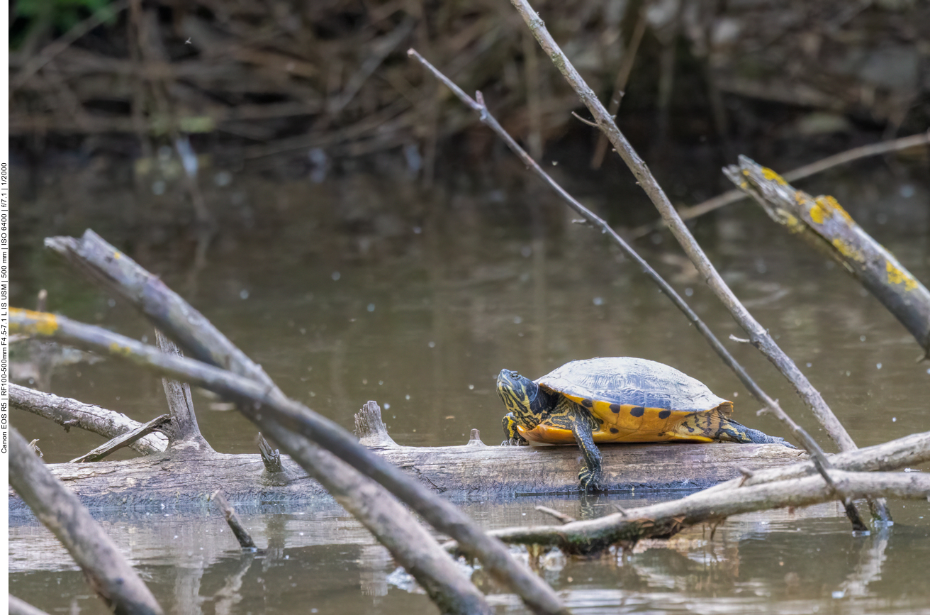 Wasserschildkröte