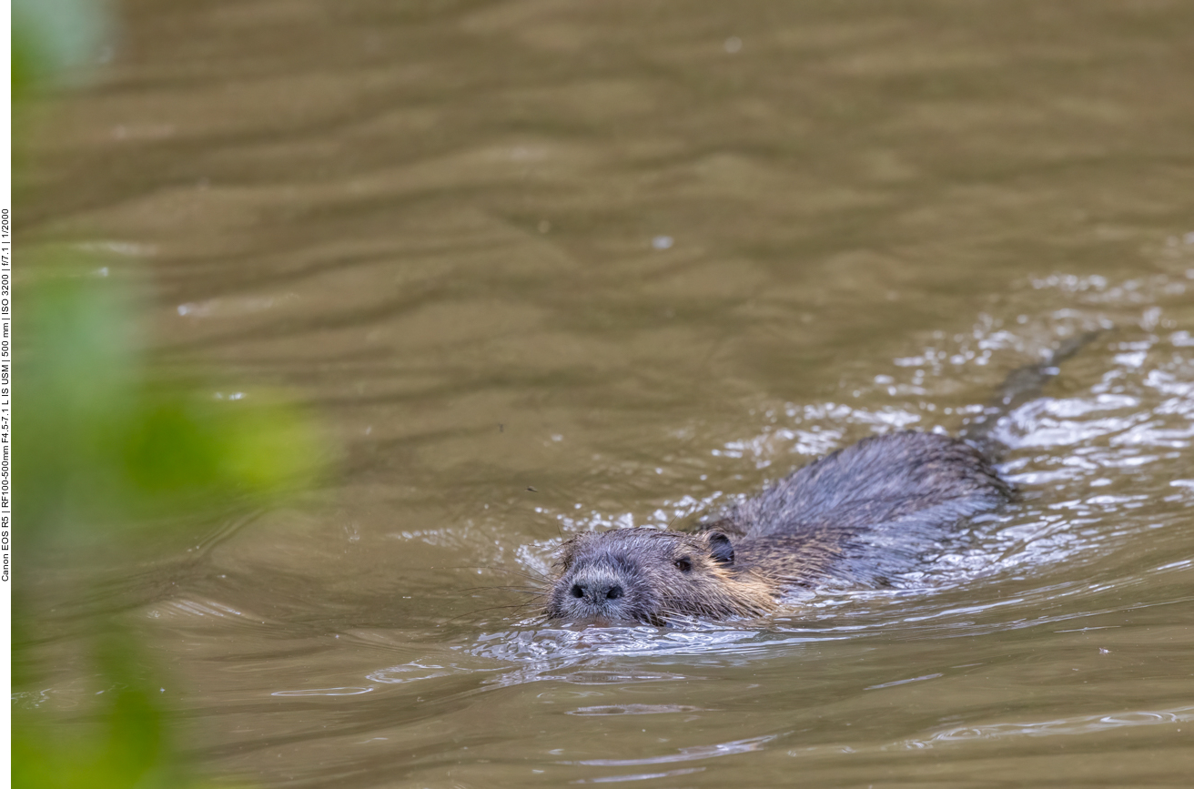 Nutria