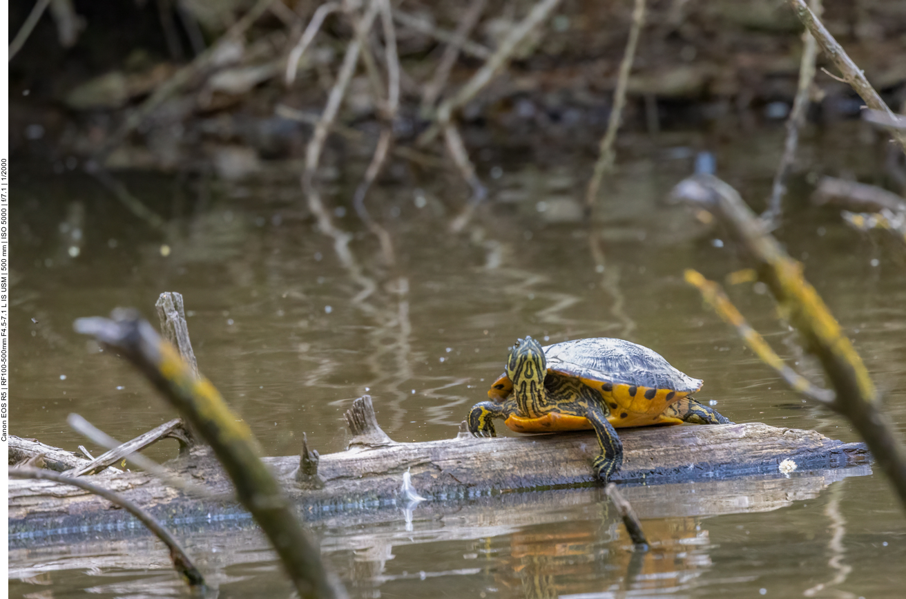 Wasserschildkröte
