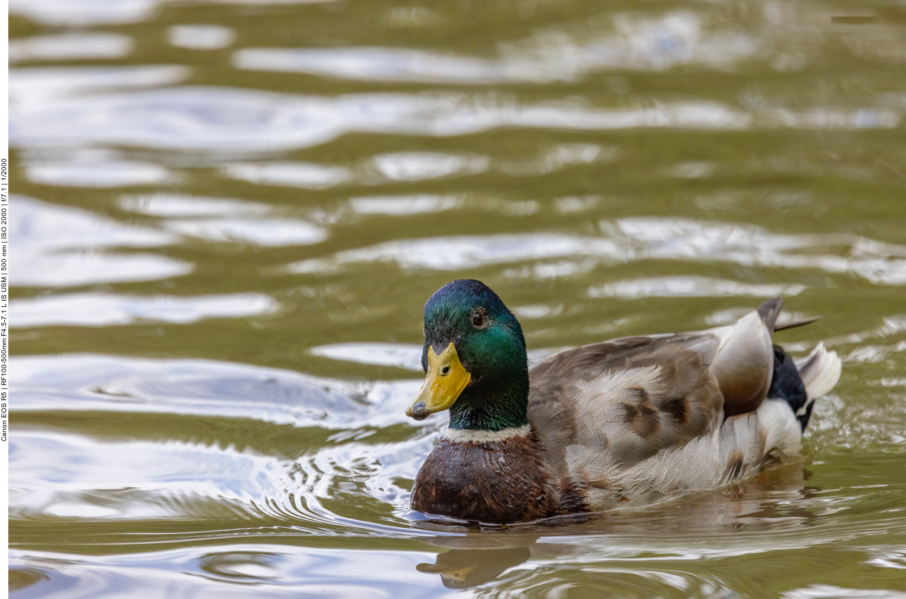 Stockente (Erpel)