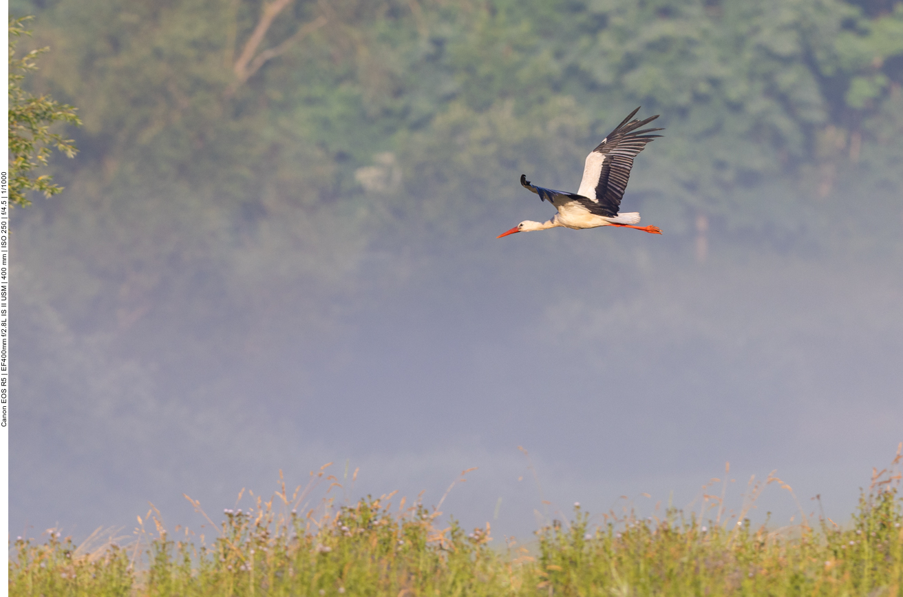 Ein Weißstorch fliegt zu seinem Nest