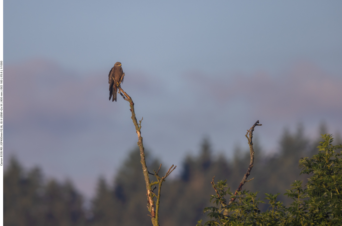 Weit entfernt sitzt ein Greifvogel auf einem kahlen Ast ...