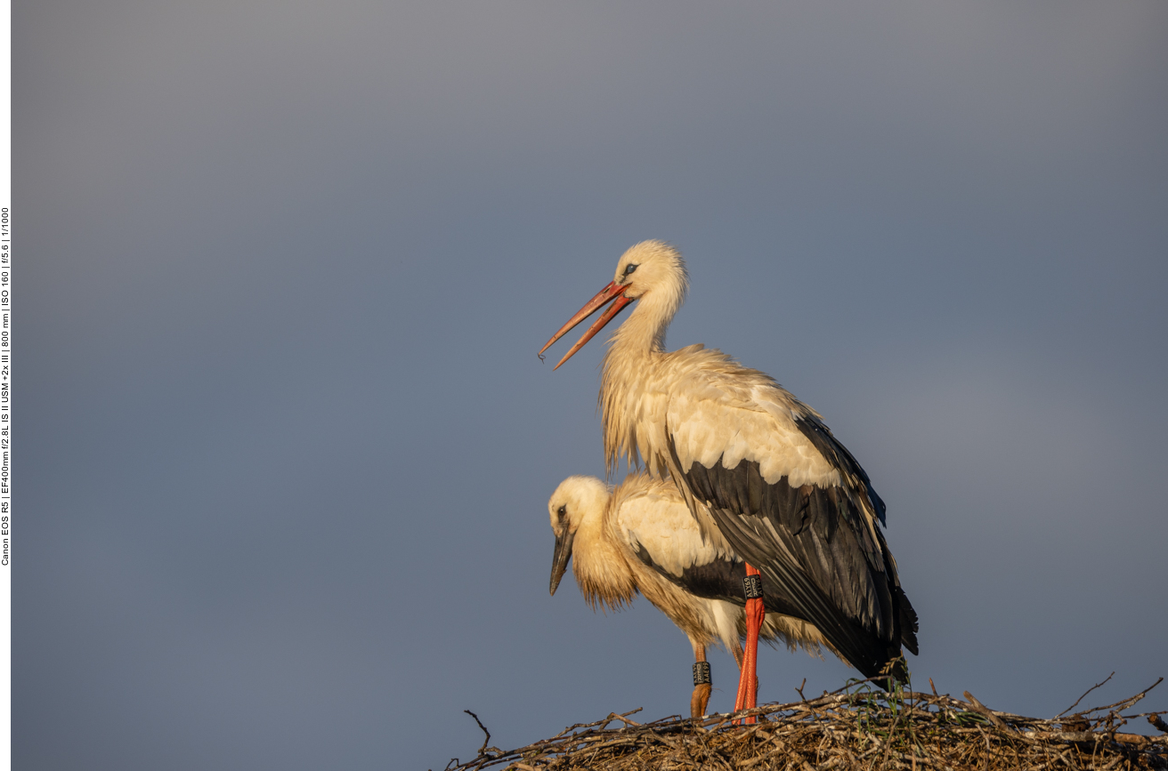 Mutterstorch mit Nachwuchs