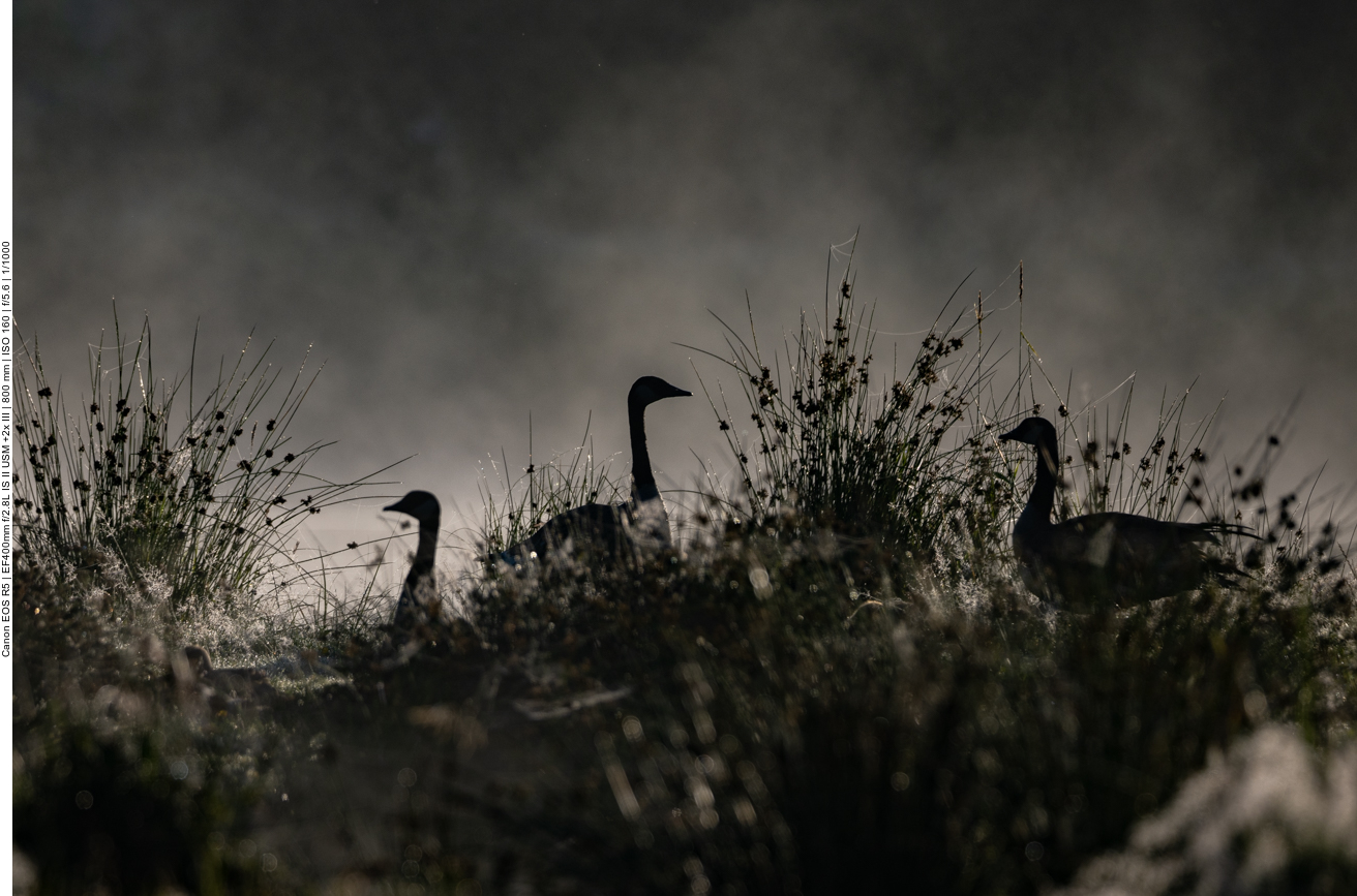 Kanadagänse im Morgennebel