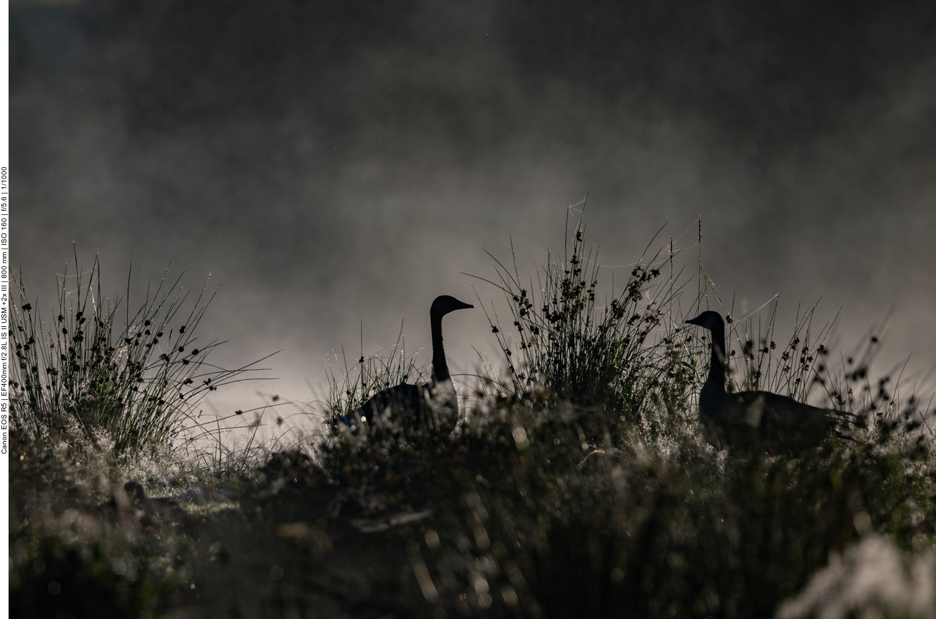 Kanadagänse im Morgennebel