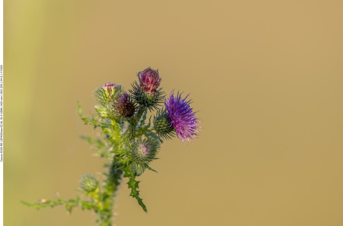 Stacheldistel [Carduus acanthoides]