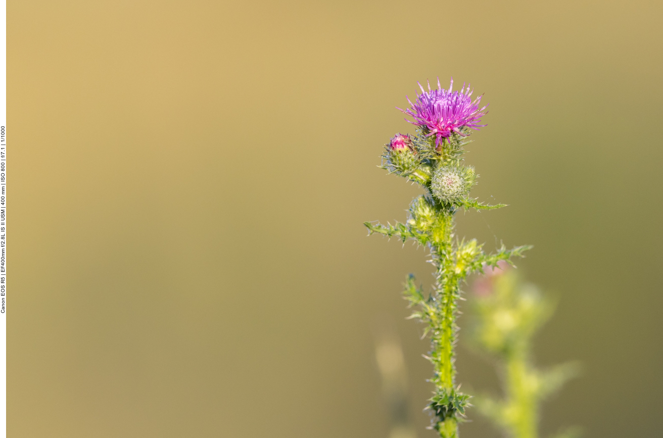 Stacheldistel [Carduus acanthoides]