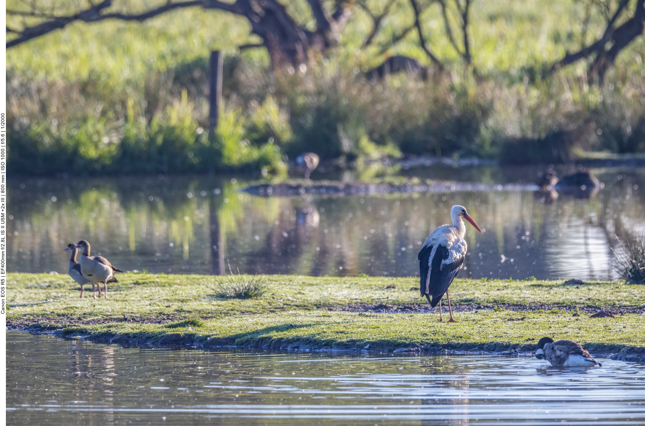 Nilgänse, Weißstorch und eine Kanadagans