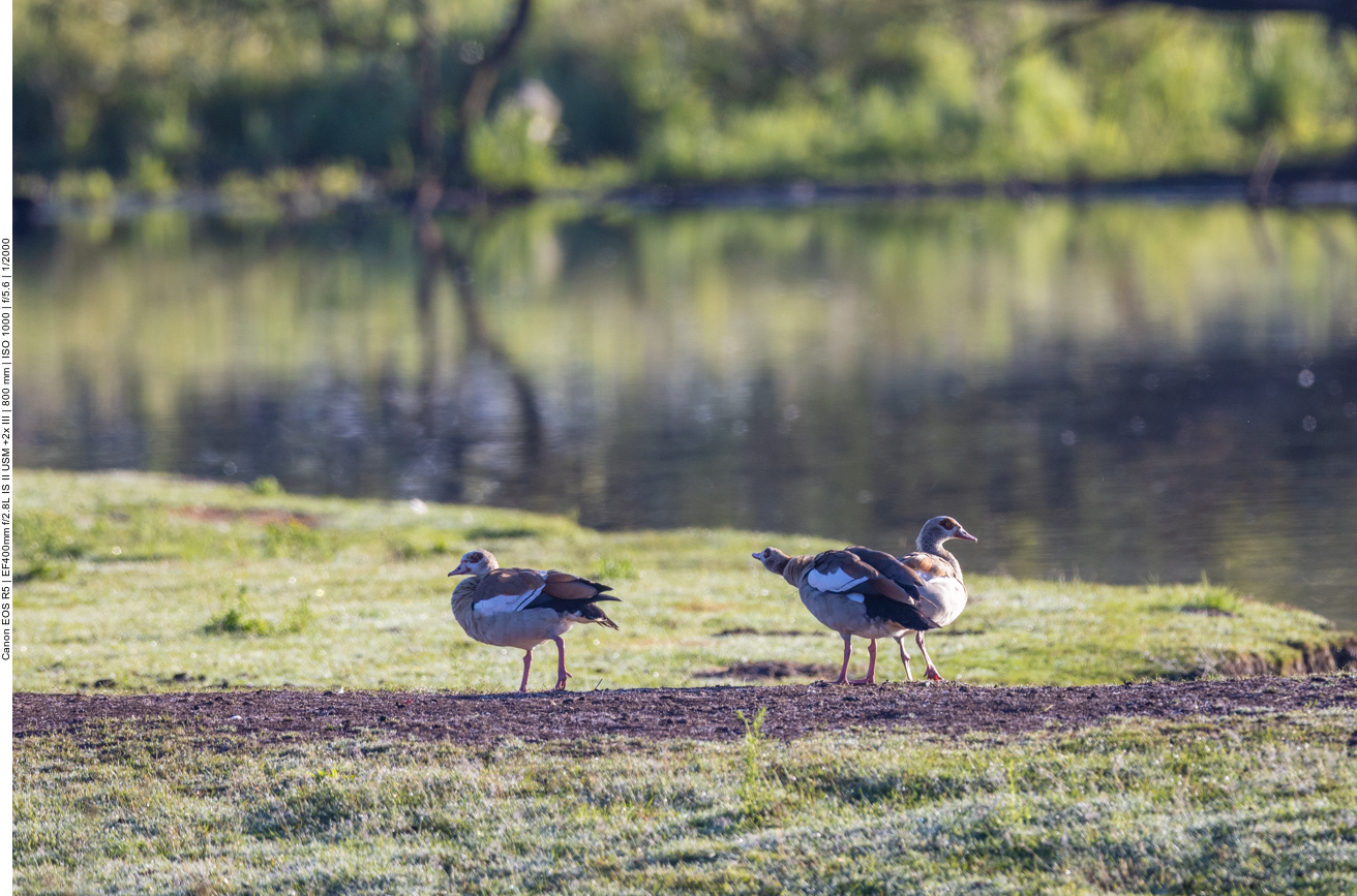 Nilgänse