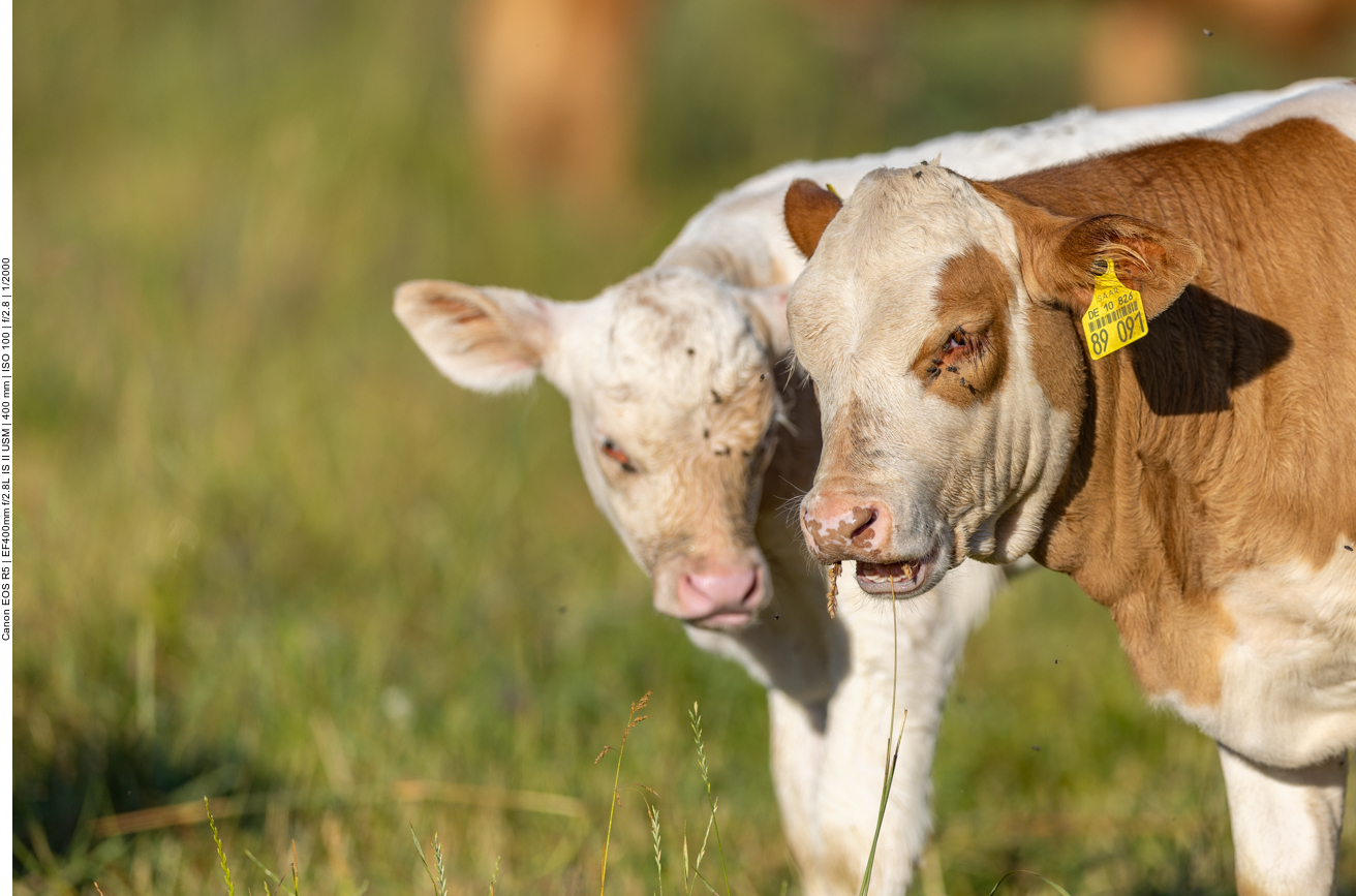 Die Kälbchen sind auch gewachsen
