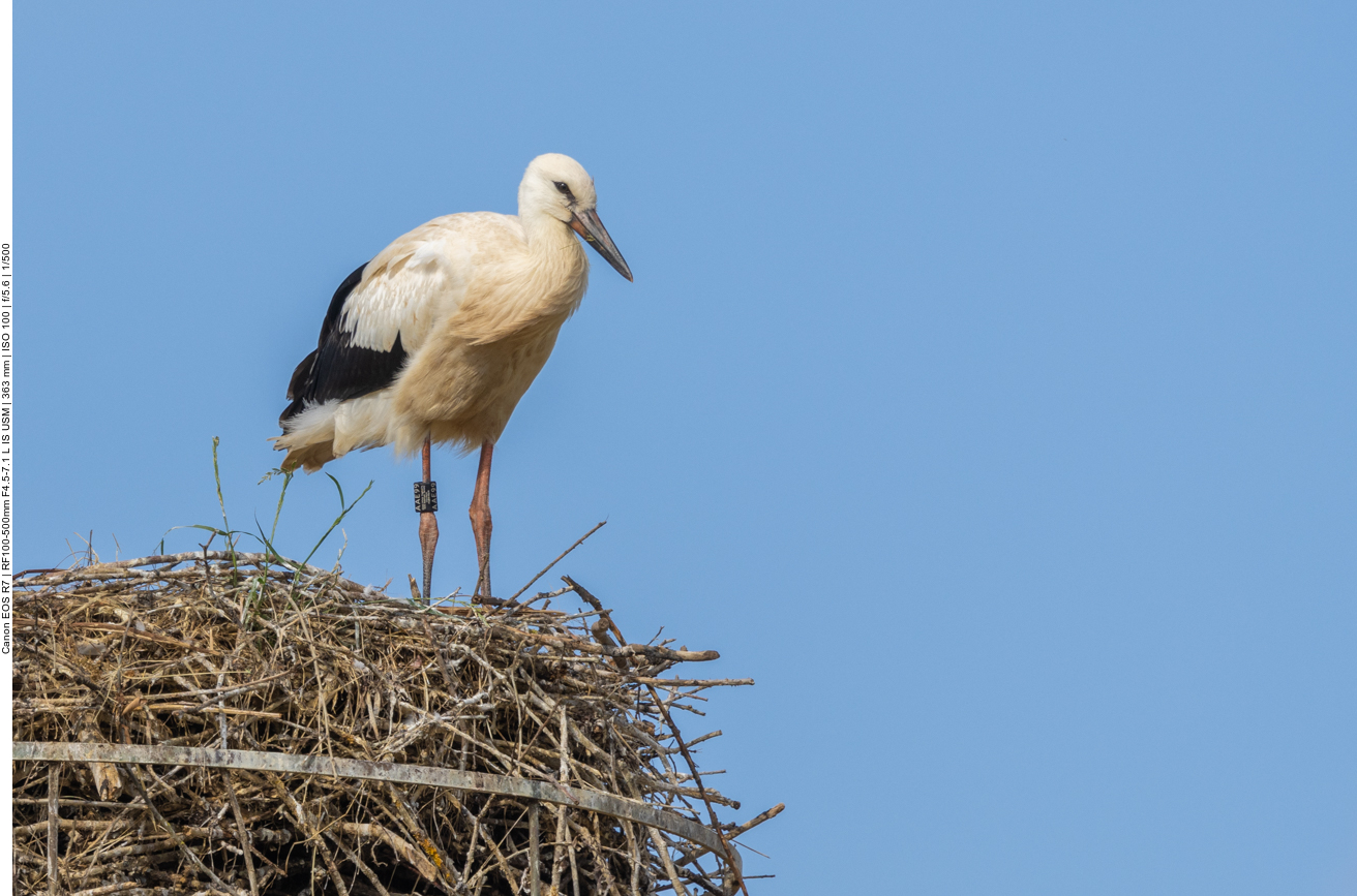 In einem zweiten Nest wartet man noch auf den richtigen Wind