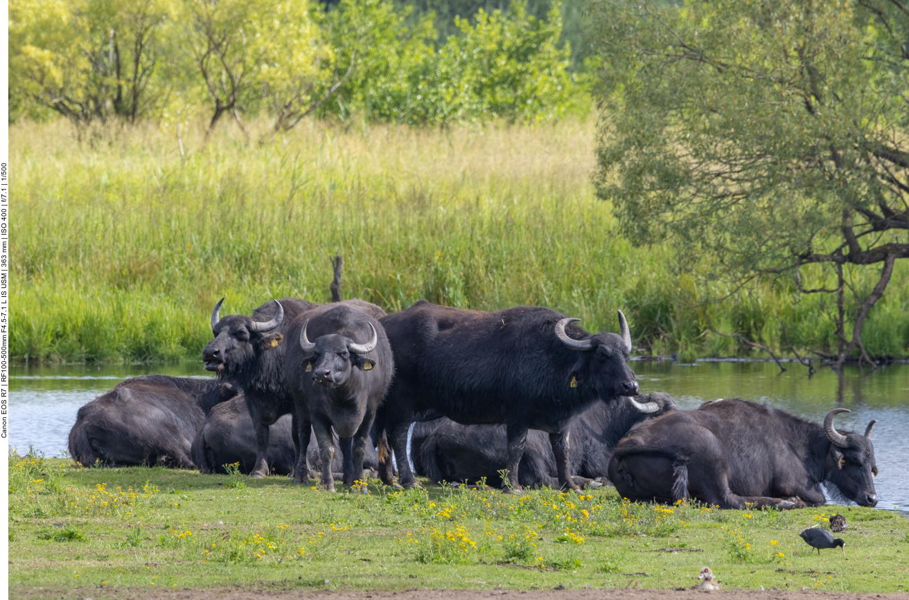 Die Wasserbüffel kauen behäbig ihr Gras