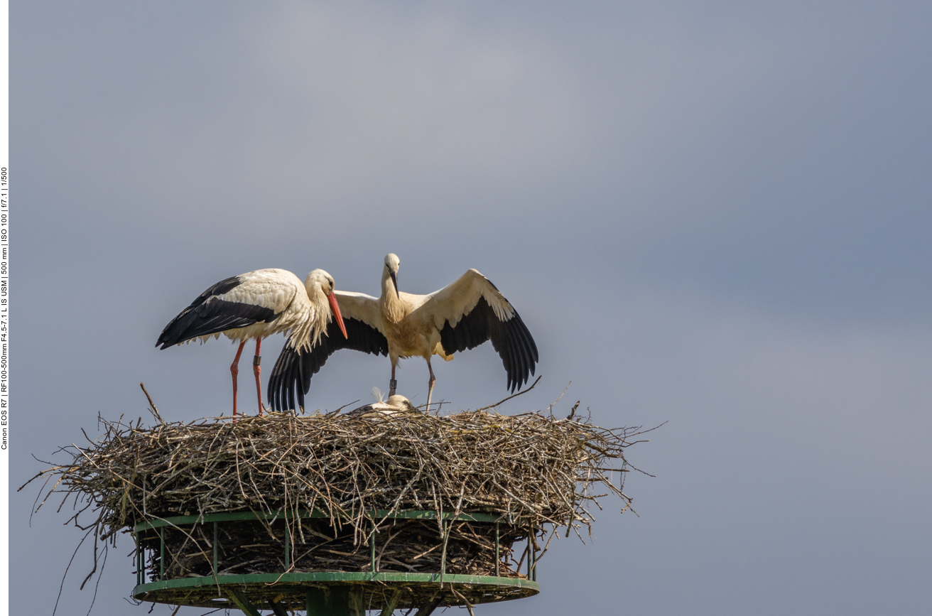 Am Schnabel kann man den Altvogel vom Jungtier unterscheiden