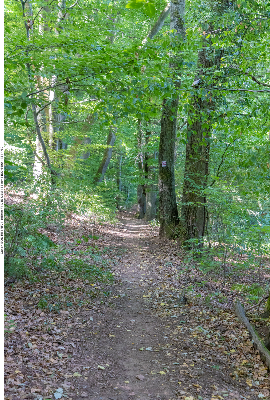 Schattiger Waldweg