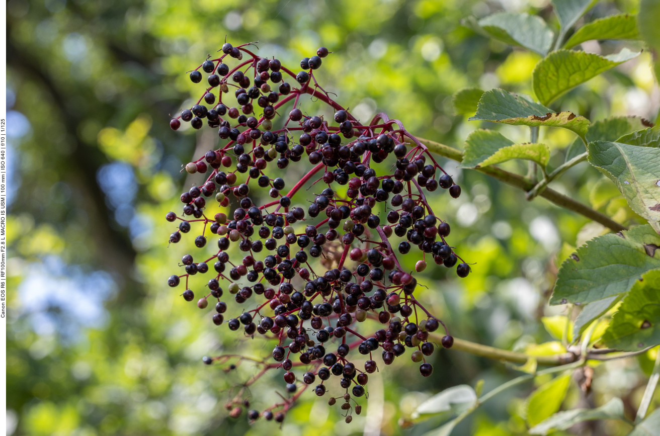 Holunderbeeren