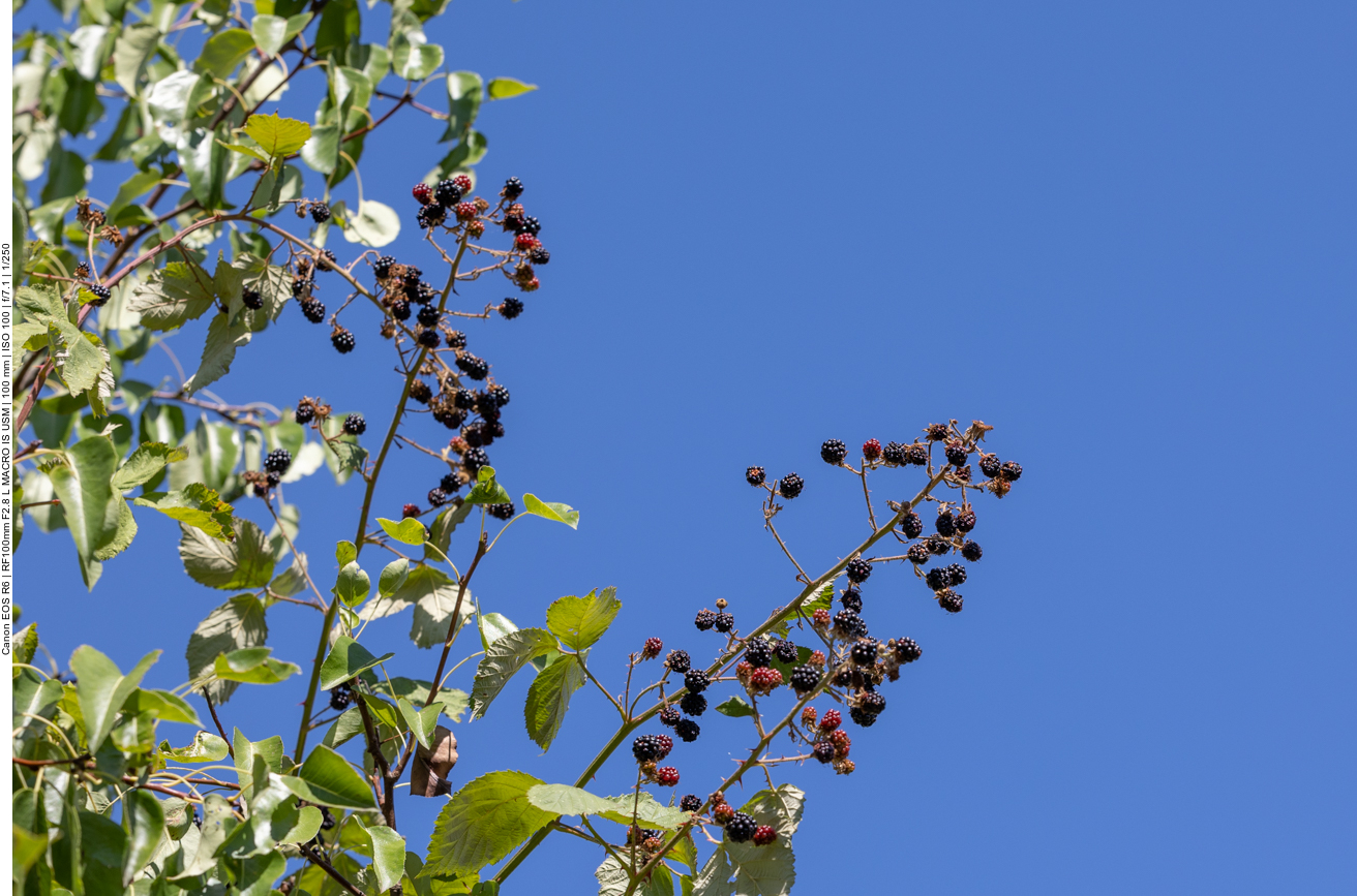 Die Brombeeren wachsen hier bis in über 4 Metern Höhe