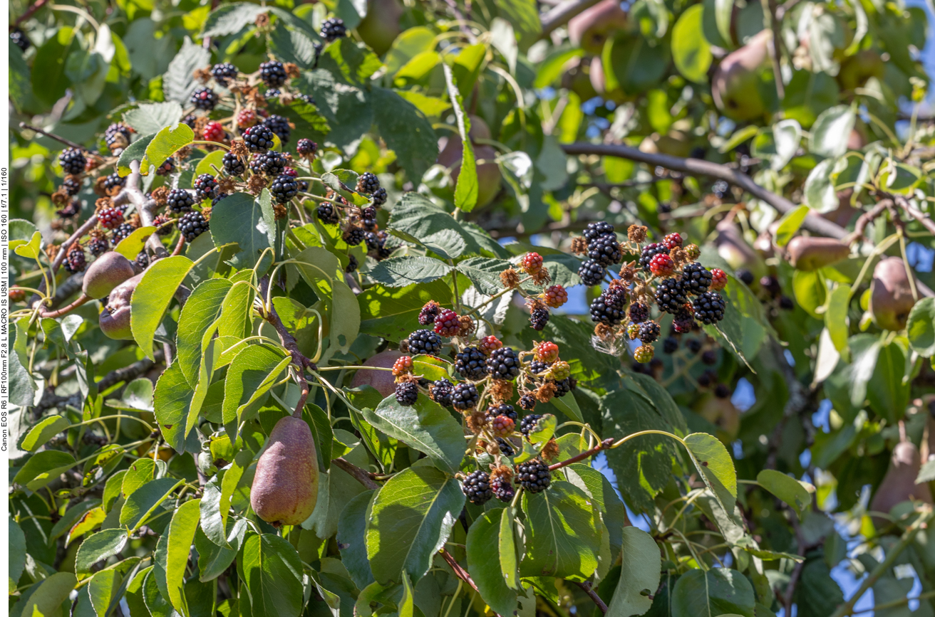 Birnen und Brombeeren wachsen wild durcheinander