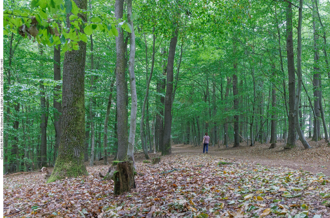 Breiter Waldweg