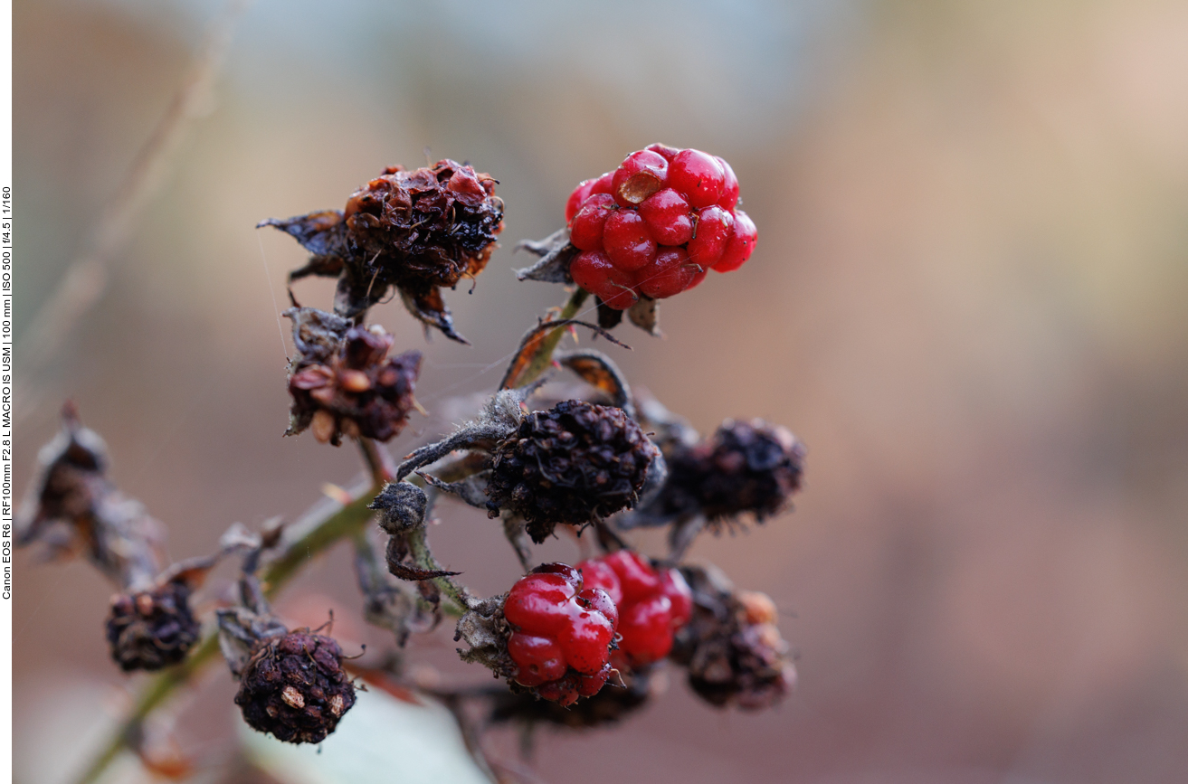 Brombeeren