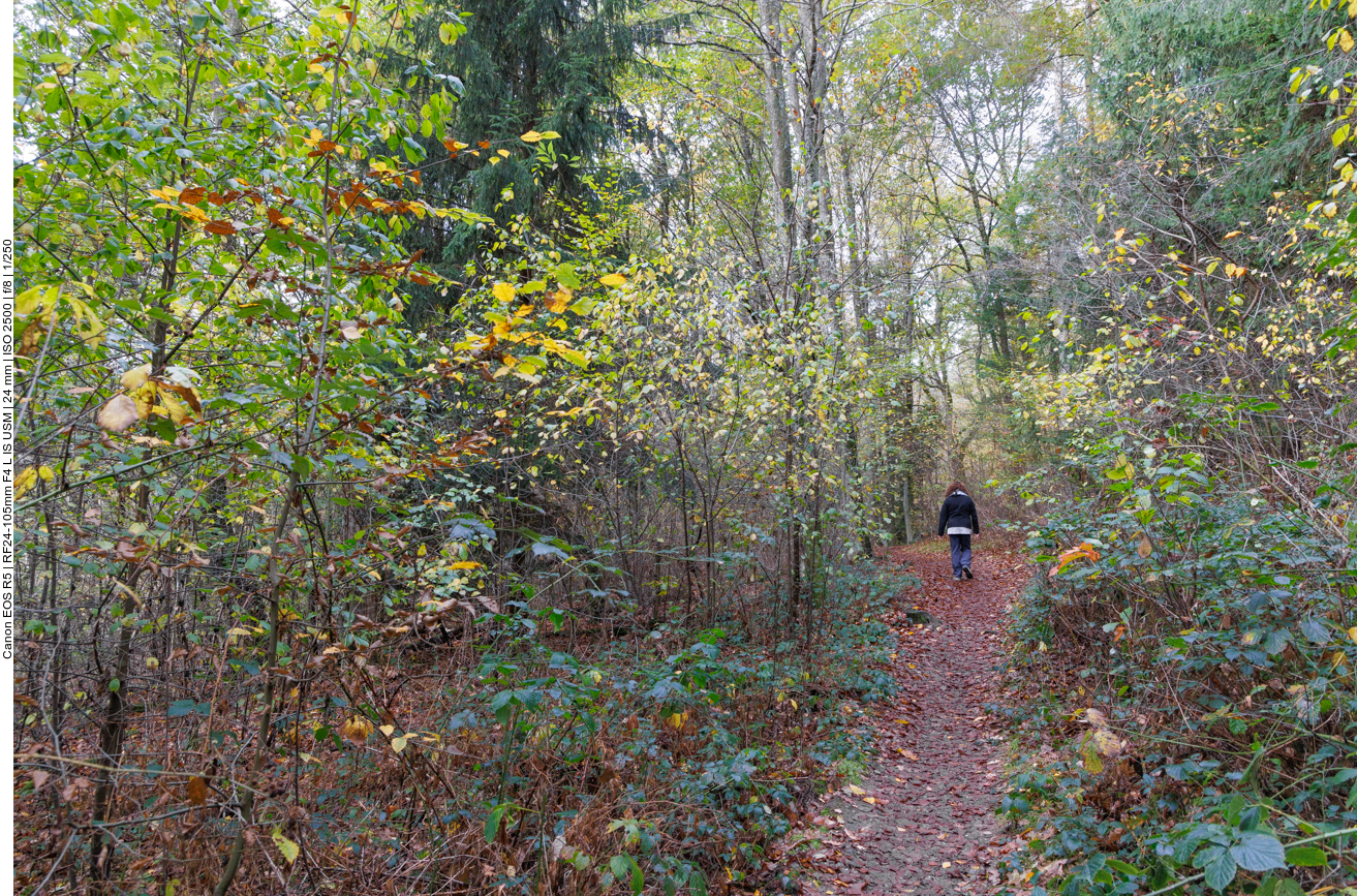 Pfad durch den Wald