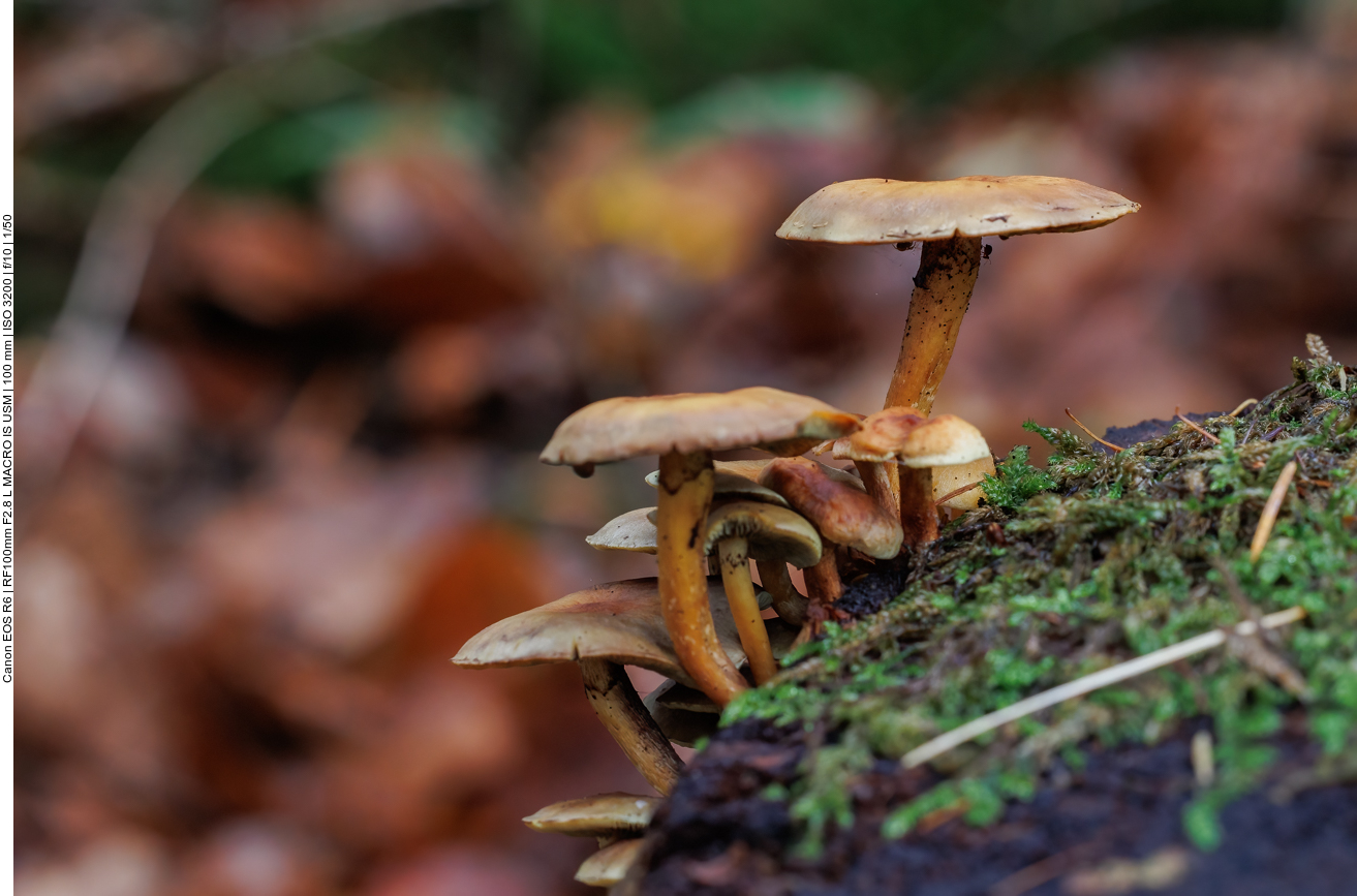 Pilzformation (mit Kugelspringer unter dem Hut)
