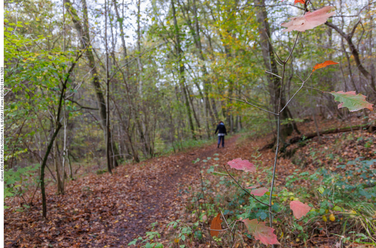 Pfad durch den Wald