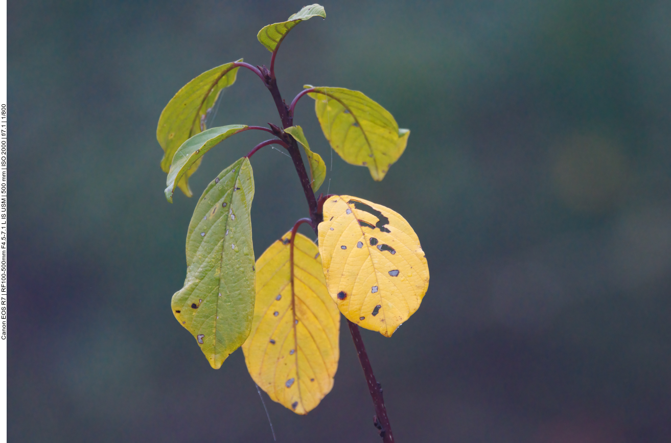 Herbstlaub