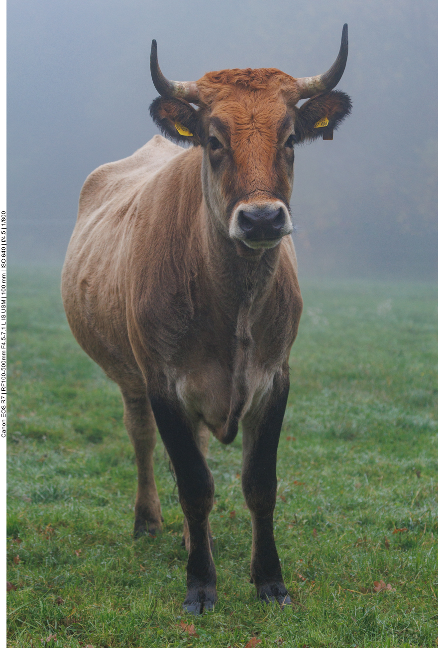 Taurus-Rind