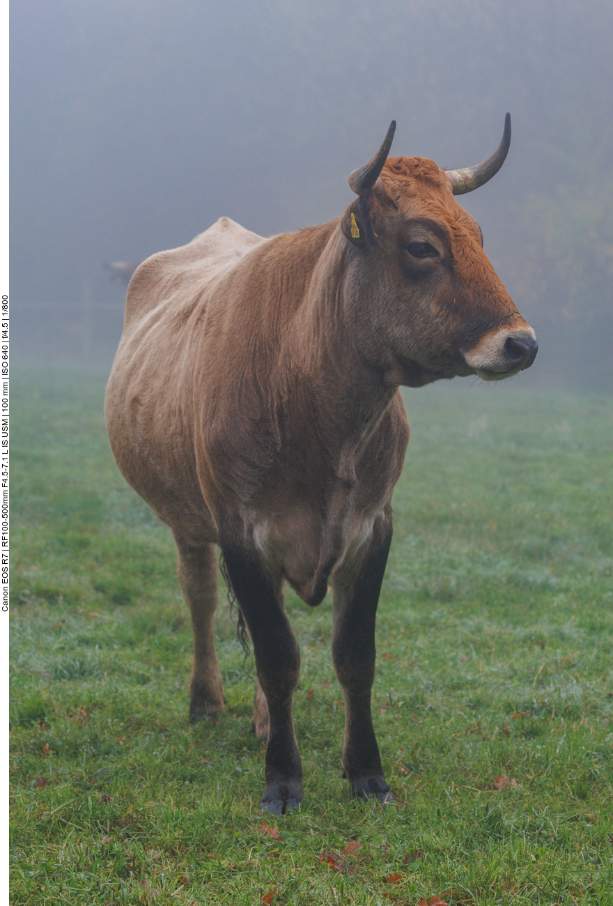 Taurus-Rind