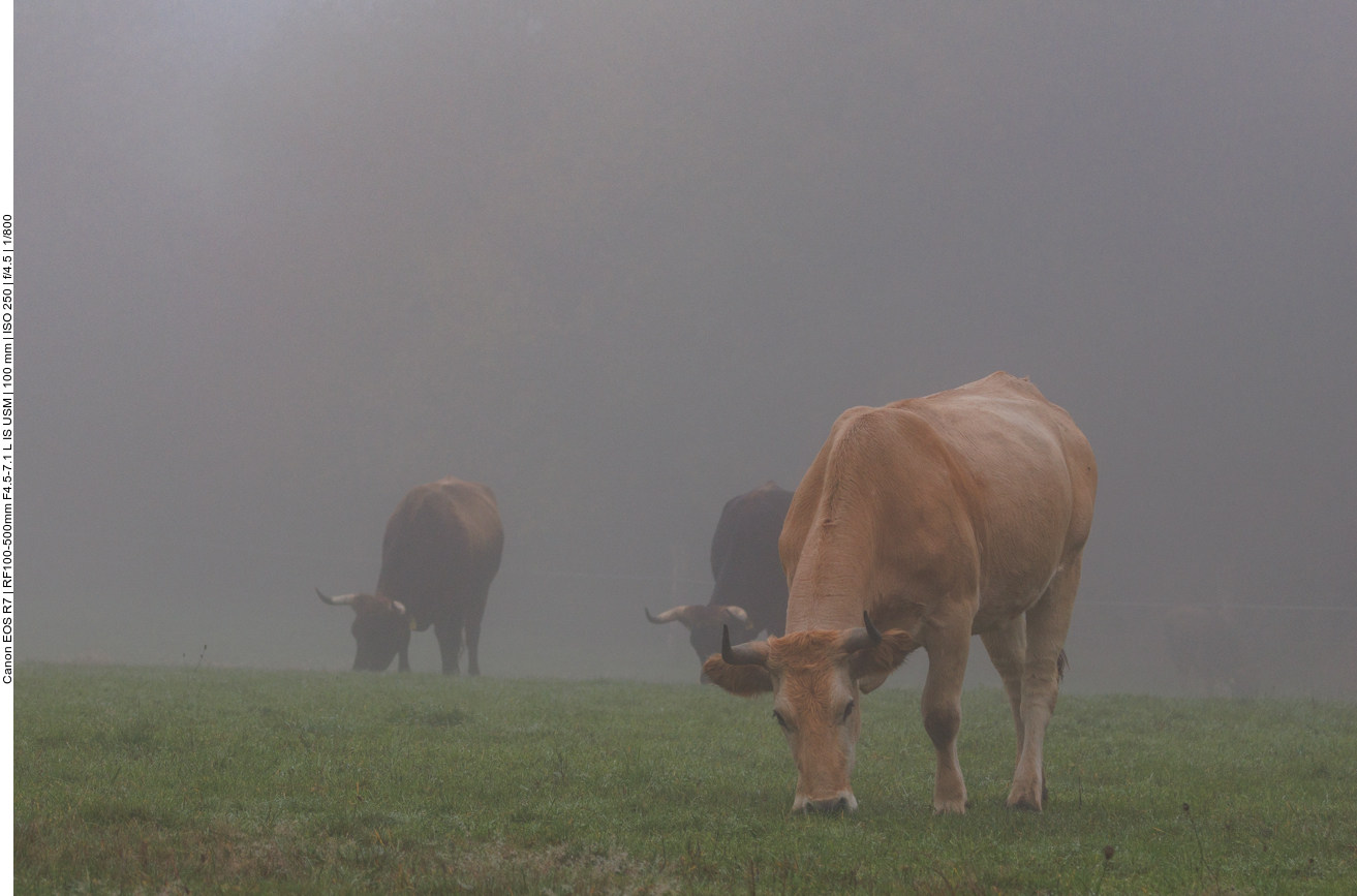 Taurus-Rinder