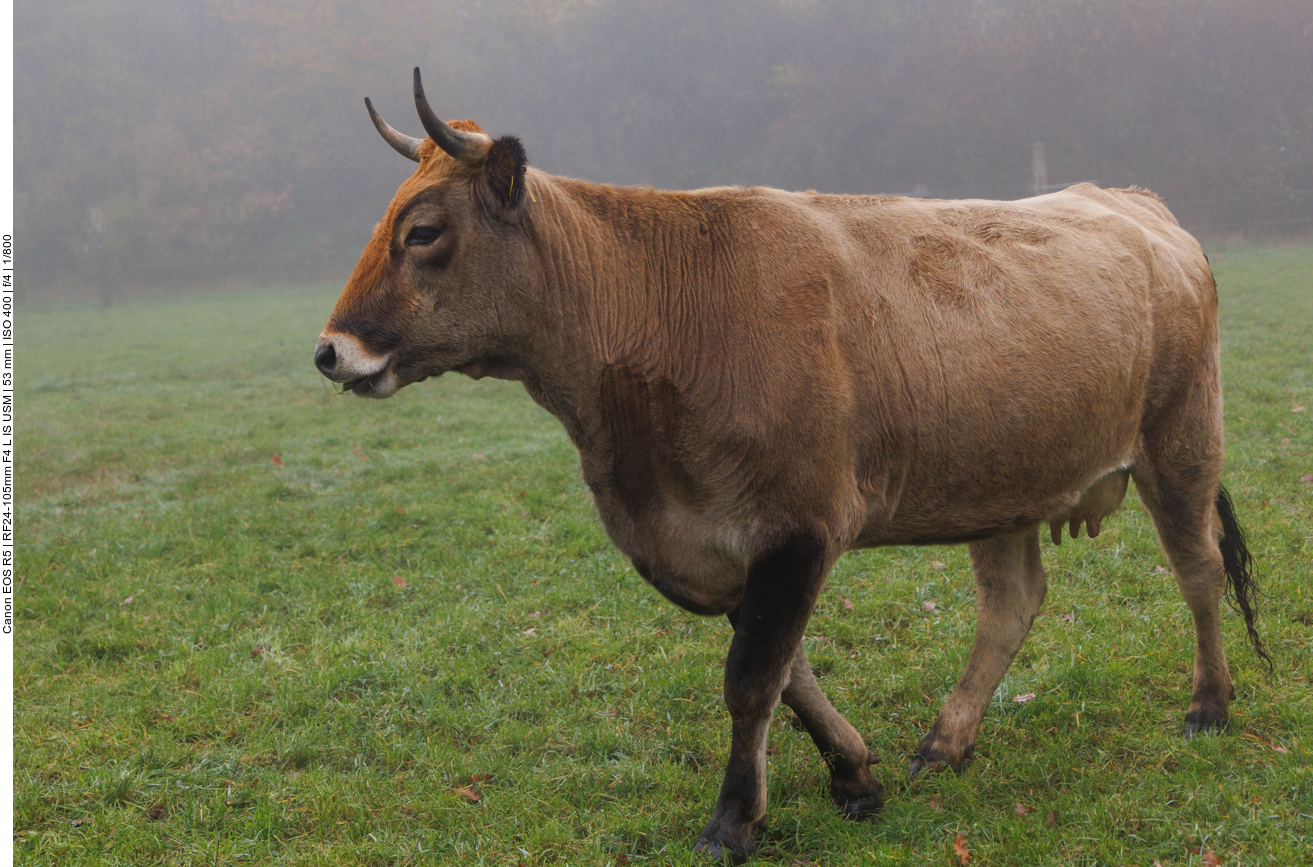 Taurus-Rind