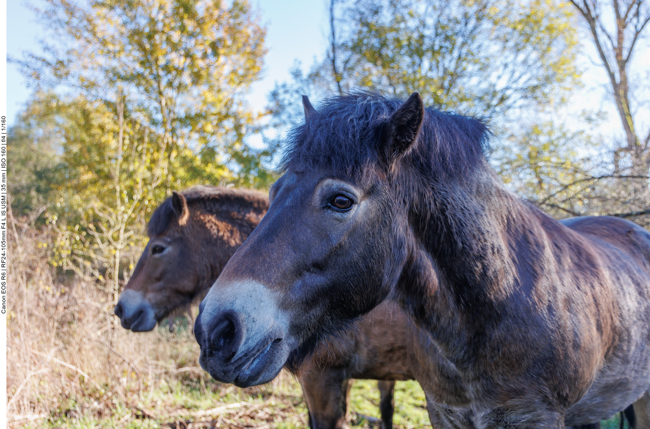 Exmoor-Ponys
