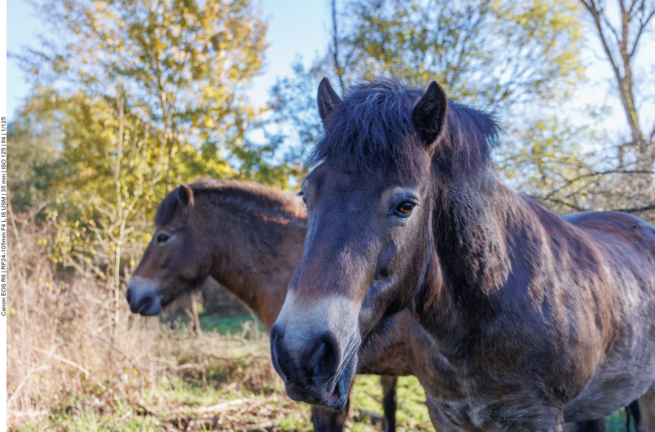 Exmoor-Ponys