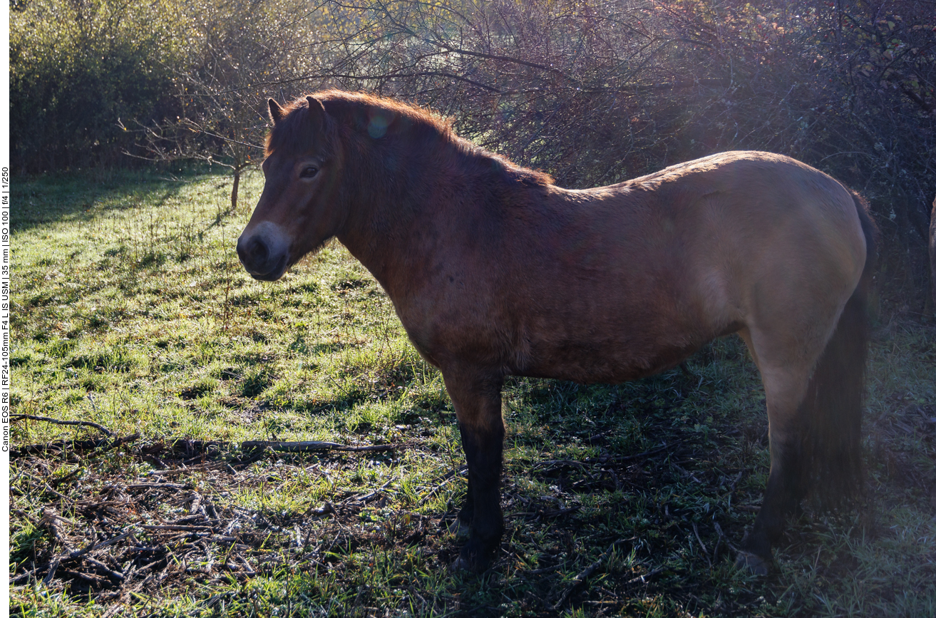 Exmoor-Pony