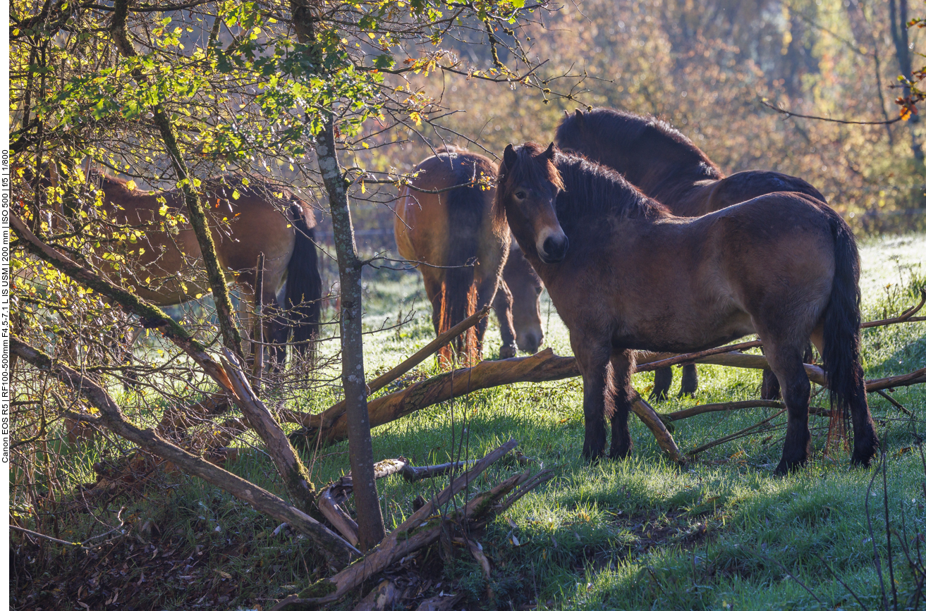 Exmoor-Ponys